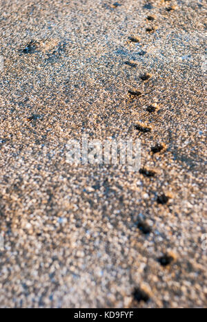 Tierische Fußspuren im Sand in der Nähe von salt lake Stockfoto