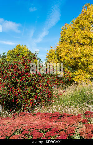 RHS Hyde Hall Herbstfarbe, saisonale Grenzen, Blumenbeete. Stockfoto