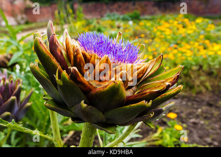 Lila Artischocken, cardoon (Cynara Cardunculus) in einem Garten wachsen. Stockfoto