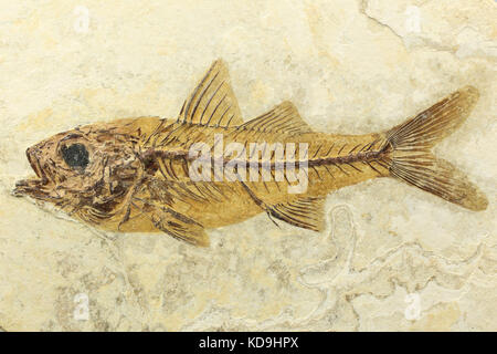 Dapalis macrurus Fossile Fische aus Aix-en-Provence, Frankreich Stockfoto