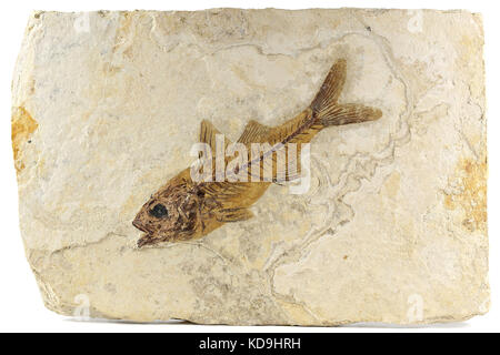 Dapalis macrurus Fossile Fische aus Aix-en-Provence, Frankreich Stockfoto