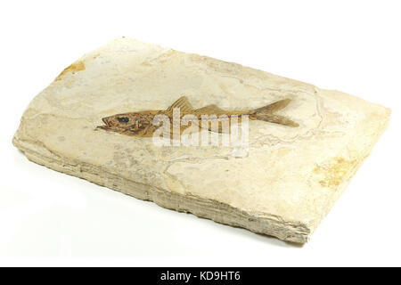 Dapalis macrurus Fossile Fische aus Aix-en-Provence, Frankreich Stockfoto