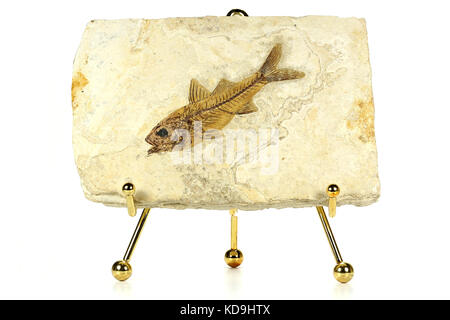 Dapalis macrurus Fossile Fische aus Aix-en-Provence, Frankreich Stockfoto