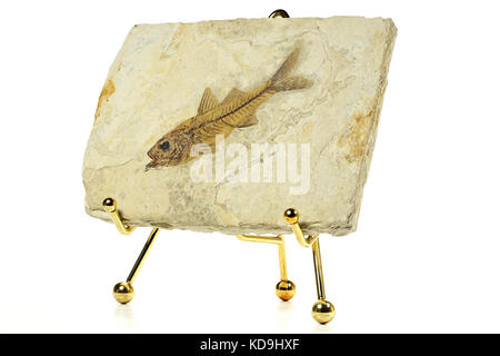 Dapalis macrurus Fossile Fische aus Aix-en-Provence, Frankreich Stockfoto