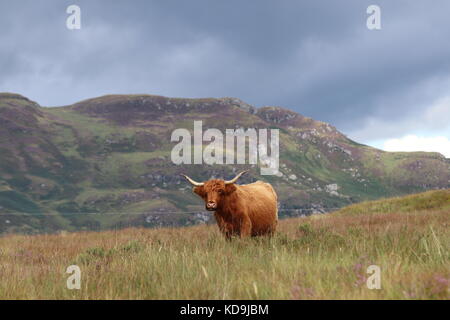 Highland Cattle in Schottland, Highlands Stockfoto