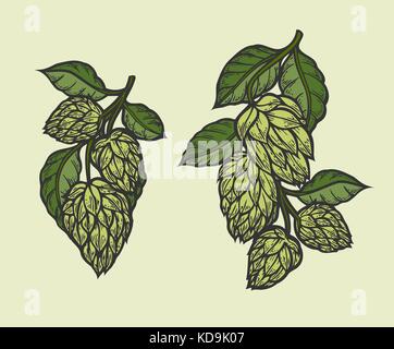 Vintage Designs mit Hopfen und verlässt. hop Hand in künstlerischen graviert Art gezeichnet. farbige Vector Illustration. auf weißem Hintergrund. Stock Vektor