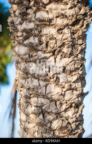 Datum Palm Tree Trunk Stockfoto