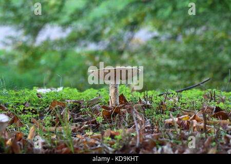 Weiß ungenießbare Pilze in der Natur und im Moos eingetaucht Stockfoto