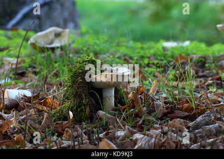 Weiß ungenießbare Pilze in der Natur und im Moos eingetaucht Stockfoto