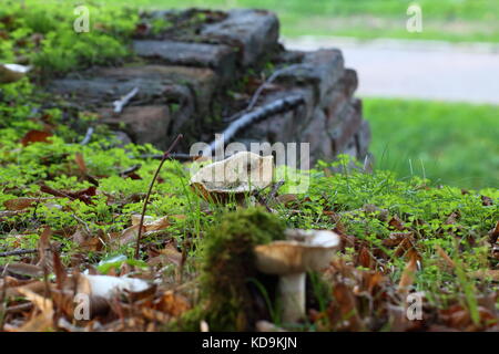 Weiß ungenießbare Pilze in der Natur und im Moos eingetaucht Stockfoto