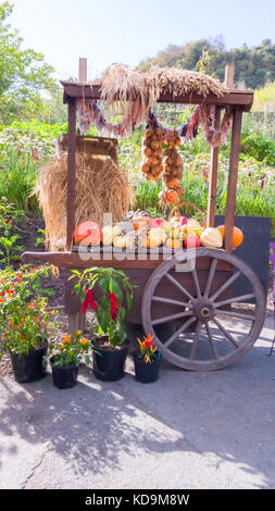 Schubkarre mit Gemüse im Garten. Stockfoto