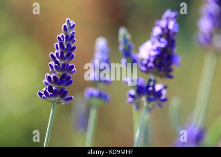 Makro Foto von blue Lavendel im Garten an einem Sommertag. Stockfoto