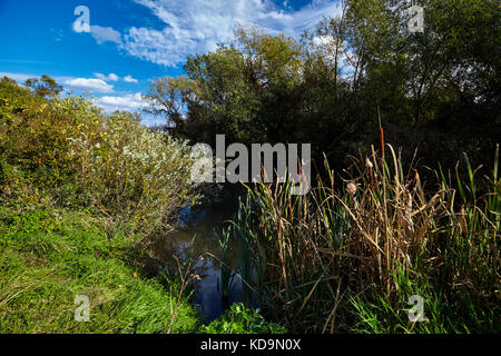 Anfang Herbst Landschaft. Wild River fließt entlang der Ufer, dicht mit Büschen und Bäumen bewachsen. Stockfoto