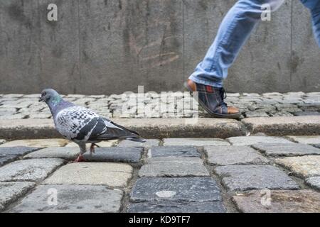 Posen, Großpolen, Polen. 11 Okt, 2017. 11. Oktober 2017 - Poznan, Polen - Tauben (Columba livia forma Urbana) in der Stadt. Credit: dawid tatarkiewicz/zuma Draht/alamy leben Nachrichten Stockfoto