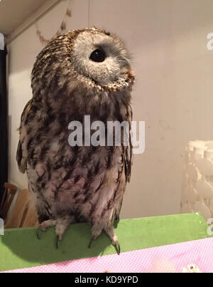 Tokio, Japa. August 2017. ARCHIV - eine Eule kann am 24. August 2017 im Café „Hoot Hoot“ in Tokio, Japa, gesehen werden. Im Café können Gäste Eulen, die als menschliche Begleiter aufgewachsen sind, beim Tee und Kaffee genießen. Die sieben Eulen von Mizuhara haben freie Herrschaft über das Café. Quelle: Lars Nicolaysen/dpa/Alamy Live News Stockfoto