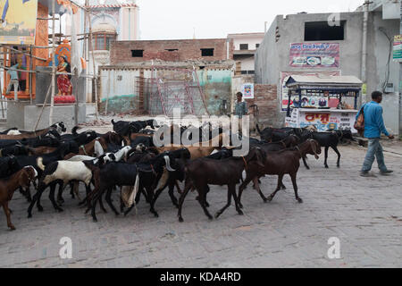 Shankar, panjab, Indien. 12. Oktober 2017. Ziegen durch einen ländlichen indischen Dorf. Credit: wansfordphoto/alamy leben Nachrichten Stockfoto