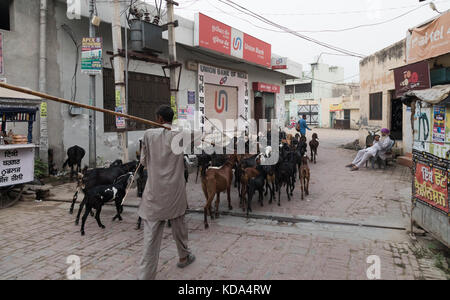 Shankar, panjab, Indien. 12. Oktober 2017. Ziegen durch einen ländlichen indischen Dorf. Credit: wansfordphoto/alamy leben Nachrichten Stockfoto