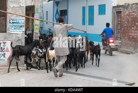 Shankar, panjab, Indien. 12. Oktober 2017. Ziegen durch einen ländlichen indischen Dorf. Credit: wansfordphoto/alamy leben Nachrichten Stockfoto