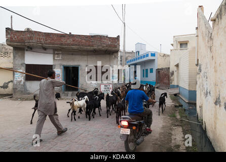 Shankar, panjab, Indien. 12. Oktober 2017. Ziegen durch einen ländlichen indischen Dorf. Credit: wansfordphoto/alamy leben Nachrichten Stockfoto