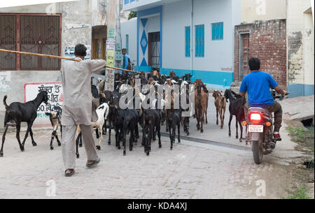 Shankar, panjab, Indien. 12. Oktober 2017. Ziegen durch einen ländlichen indischen Dorf. Credit: wansfordphoto/alamy leben Nachrichten Stockfoto