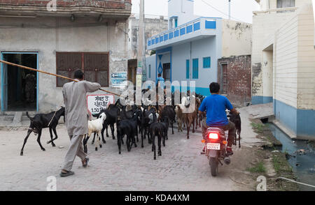 Shankar, panjab, Indien. 12. Oktober 2017. Ziegen durch einen ländlichen indischen Dorf. Credit: wansfordphoto/alamy leben Nachrichten Stockfoto