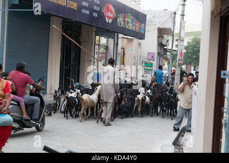 Shankar, panjab, Indien. 12. Oktober 2017. Ziegen durch einen ländlichen indischen Dorf. Credit: wansfordphoto/alamy leben Nachrichten Stockfoto