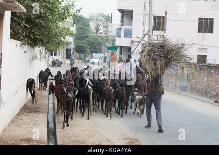 Shankar, panjab, Indien. 12. Oktober 2017. Ziegen durch einen ländlichen indischen Dorf. Credit: wansfordphoto/alamy leben Nachrichten Stockfoto