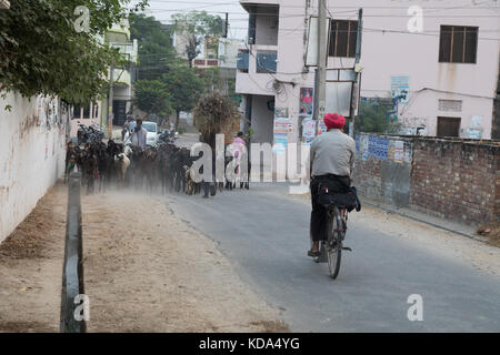 Shankar, panjab, Indien. 12. Oktober 2017. Ziegen durch einen ländlichen indischen Dorf. Credit: wansfordphoto/alamy leben Nachrichten Stockfoto