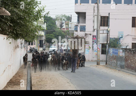 Shankar, panjab, Indien. 12. Oktober 2017. Ziegen durch einen ländlichen indischen Dorf. Credit: wansfordphoto/alamy leben Nachrichten Stockfoto