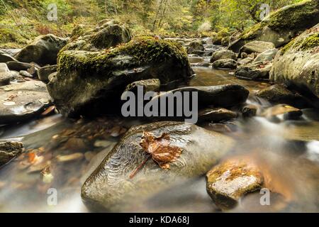 Crieff, perthshire, UK. 12 Okt, 2017. Herbstliche Farben säumen die Ufer des Flusses braan, in der der volle Ölfluß von der schwarzen Linn fällt in der Eremitage in Crieff, perthshire. Credit: Rich Dyson/alamy leben Nachrichten Stockfoto