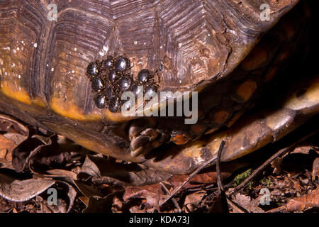 "Jabuti - Tinga (Chelonoidis denticulata) fotografado em Linhares, Espírito Santo Nordeste do Brasil. b... Mata Atlântica. registro feito em 2013. Stockfoto