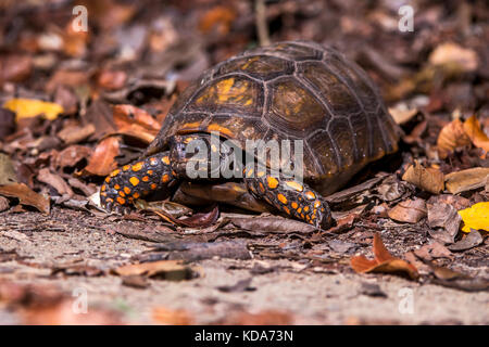 "Jabuti - Tinga (Chelonoidis denticulata) fotografado em Linhares, Espírito Santo Nordeste do Brasil. b... Mata Atlântica. registro feito em 2013. Stockfoto