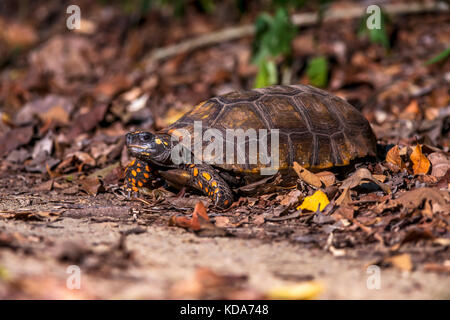 "Jabuti - Tinga (Chelonoidis denticulata) fotografado em Linhares, Espírito Santo Nordeste do Brasil. b... Mata Atlântica. registro feito em 2013. Stockfoto