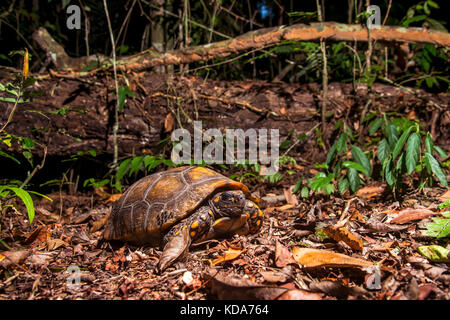 "Jabuti - Tinga (Chelonoidis denticulata) fotografado em Linhares, Espírito Santo Nordeste do Brasil. b... Mata Atlântica. registro feito em 2013. Stockfoto