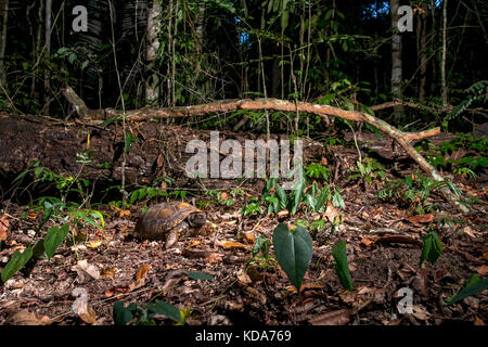 "Jabuti - Tinga (Chelonoidis denticulata) fotografado em Linhares, Espírito Santo Nordeste do Brasil. b... Mata Atlântica. registro feito em 2013. Stockfoto