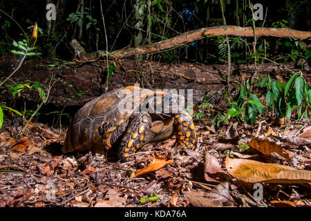 "Jabuti - Tinga (Chelonoidis denticulata) fotografado em Linhares, Espírito Santo Nordeste do Brasil. b... Mata Atlântica. registro feito em 2013. Stockfoto