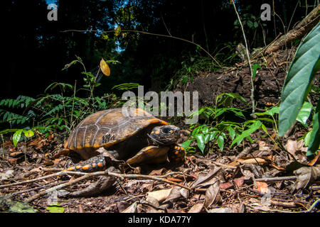 "Jabuti - Tinga (Chelonoidis denticulata) fotografado em Linhares, Espírito Santo Nordeste do Brasil. b... Mata Atlântica. registro feito em 2013. Stockfoto