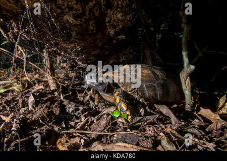 "Jabuti - Tinga (Chelonoidis denticulata) fotografado em Linhares, Espírito Santo Nordeste do Brasil. b... Mata Atlântica. registro feito em 2013. Stockfoto