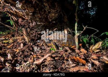 "Jabuti - Tinga (Chelonoidis denticulata) fotografado em Linhares, Espírito Santo Nordeste do Brasil. b... Mata Atlântica. registro feito em 2013. Stockfoto