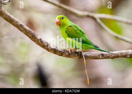 'Periquito-rico (Brotogeris tirica) fotografado em Linhares, Espírito Santo - Sudeste do Brasil. Bioma Mata Atlântica. Registrierung für 2013. E Stockfoto