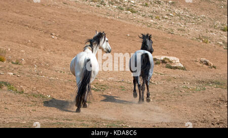 Wild Horses in Montana USA - Apricot Dun Pale White Buckskin Hengst und Gray Grulla Stute in der Pryor Mountains Wild Horse Range Stockfoto