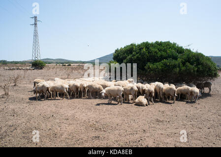 Eine Herde Schafe Reparaturen von der Sonne in einem ariden Gebiet Sardinien Stockfoto