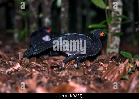 'Utum-de-bico-vermelho (Crax blumenbachii) fotografado em Linhares, Espírito Santo - Sudeste do Brasil. Bioma Mata Atlântica. Registrierung für 2013 Stockfoto