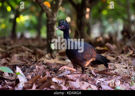 'Utum-de-bico-vermelho (Crax blumenbachii) fotografado em Linhares, Espírito Santo - Sudeste do Brasil. Bioma Mata Atlântica. Registrierung für 2013 Stockfoto