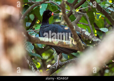 'Utum-de-bico-vermelho (Crax blumenbachii) fotografado em Linhares, Espírito Santo - Sudeste do Brasil. Bioma Mata Atlântica. Registrierung für 2013 Stockfoto