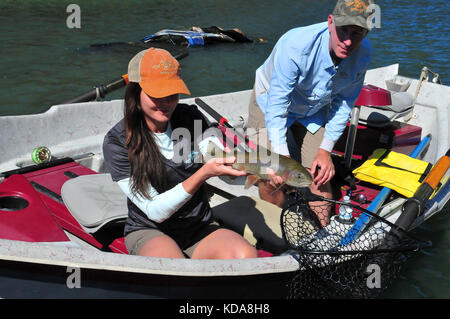 Große Regenbogenforellen sind oft im kühlen Wasser des Sac Fluss unten Shasta Dam genommen. Stockfoto