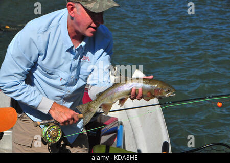 Große Regenbogenforellen sind oft im kühlen Wasser des Sac Fluss unten Shasta Dam genommen. Stockfoto