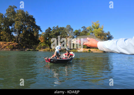 Große Regenbogenforellen sind oft im kühlen Wasser des Sac Fluss unten Shasta Dam genommen. Stockfoto