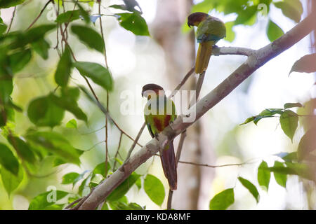 'Tiriba-grande (Pyrrhura cruentata) fotografado em Linhares, Espírito Santo - Sudeste do Brasil. Bioma Mata Atlântica. Registrierung für 2013. E Stockfoto