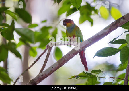 'Tiriba-grande (Pyrrhura cruentata) fotografado em Linhares, Espírito Santo - Sudeste do Brasil. Bioma Mata Atlântica. Registrierung für 2013. E Stockfoto